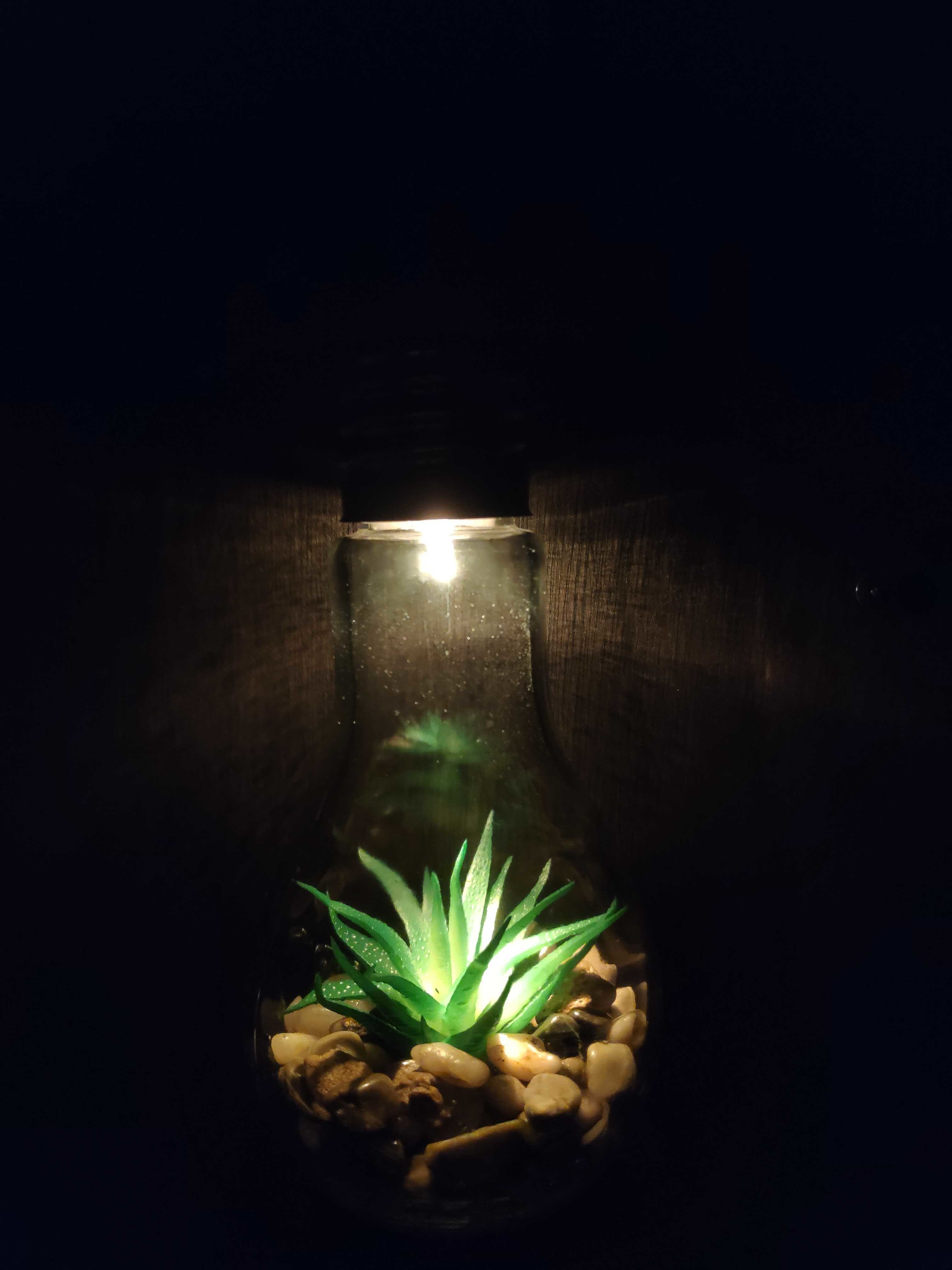 [Dollarama] Lightbulb Shaped Hanging Light Up Terrarium 4