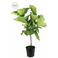 Lyrata Ficus Standard Plant 