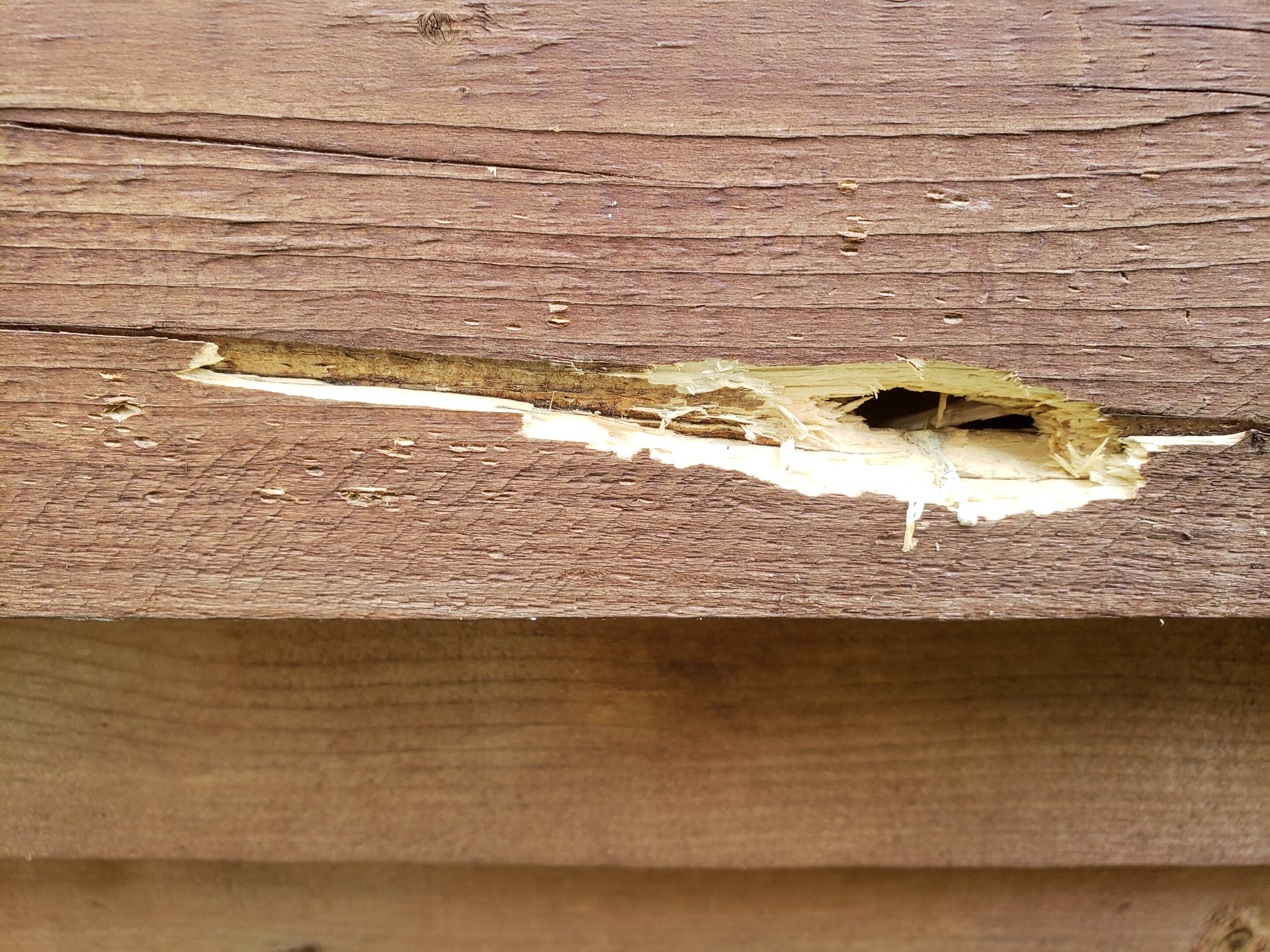 Unknown Hole Damages on Backyard Deck - RedFlagDeals.com Forums