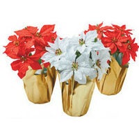 Christmas Potted Poinsettias By Ashland