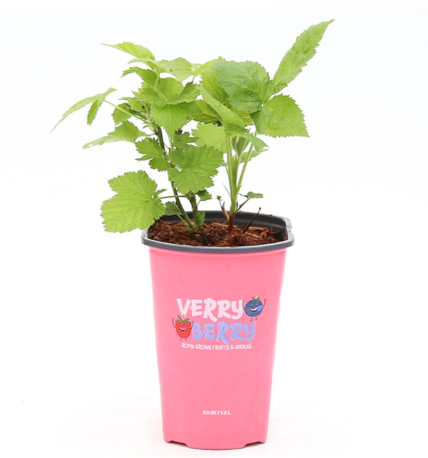 Rona: Cây bụi quả (dâu tây, mâm xôi...) $4.25 (giá gốc $16.99)