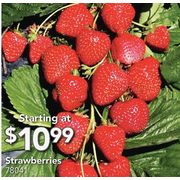 Strawberries - Starting at $10.99